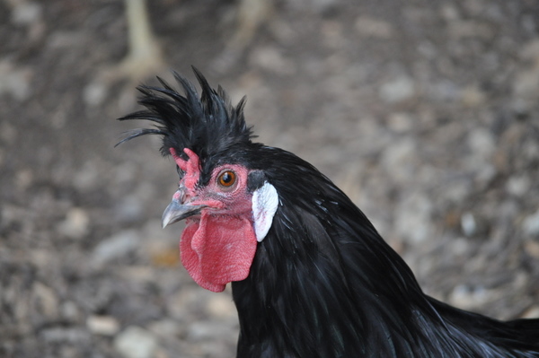 Spitzhauben Huhn