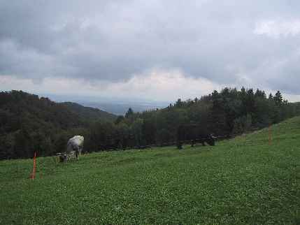 Schottisches Hochlandrind, Bulle